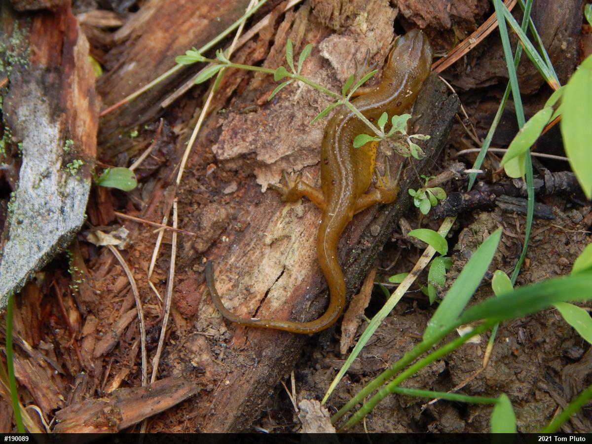 Red-spotted Newt