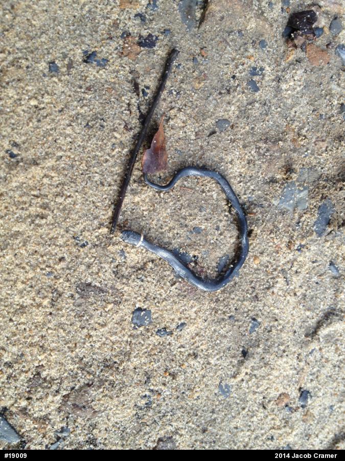 Northern Ring-necked Snake