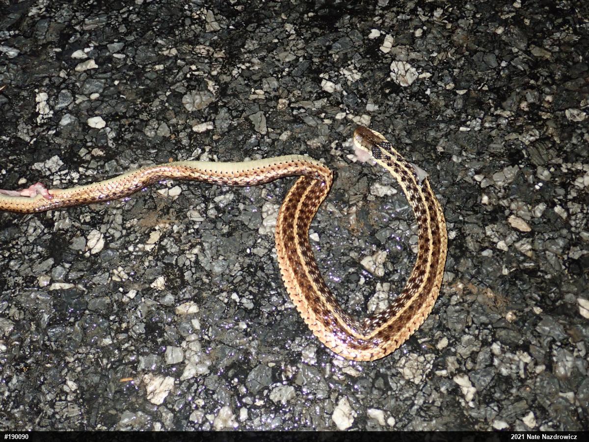 Eastern Gartersnake