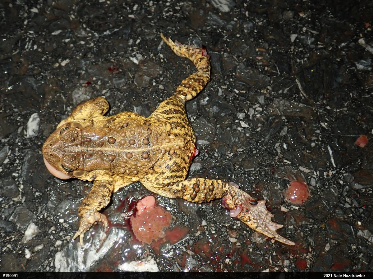 Eastern American Toad