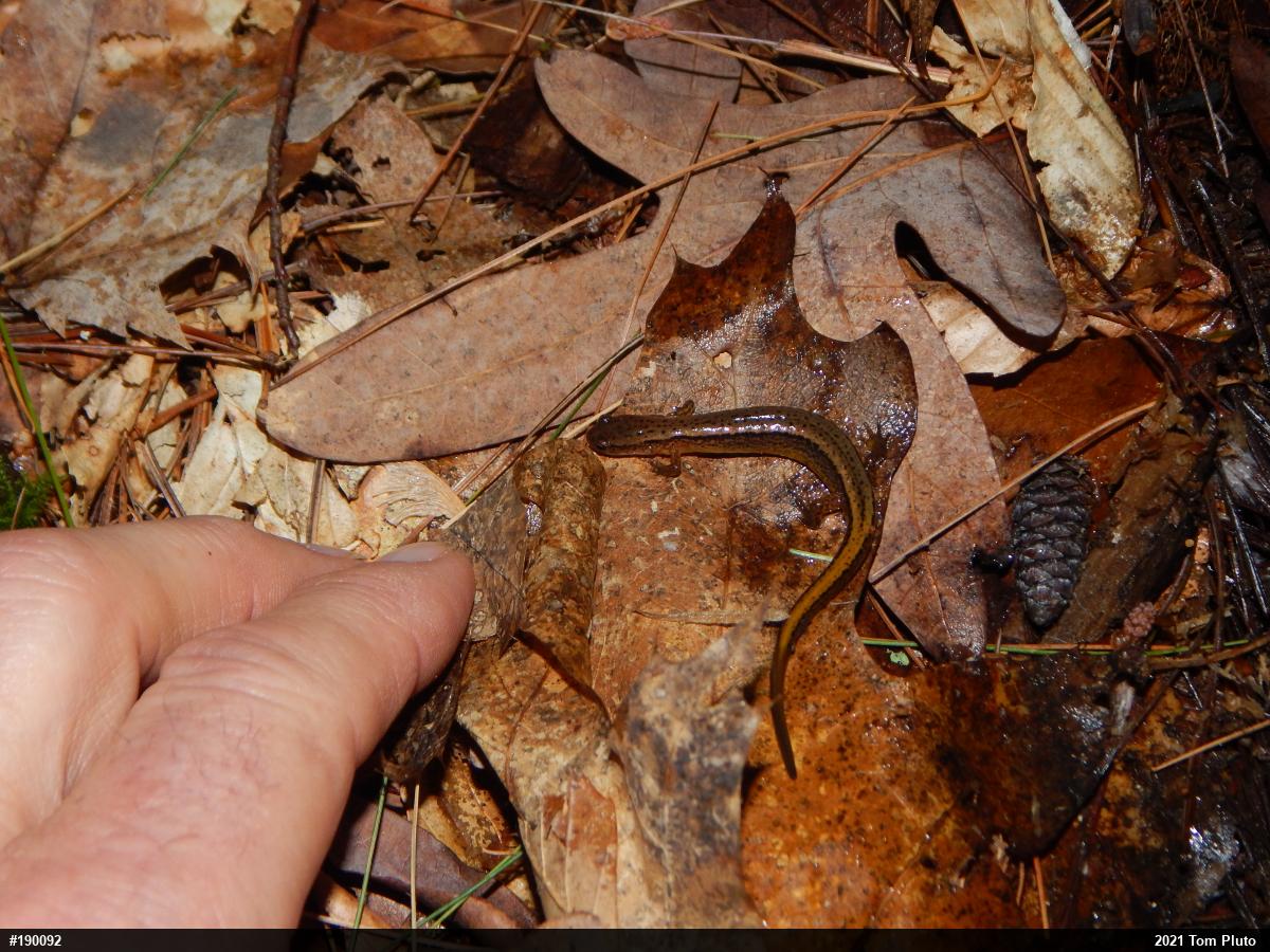 Northern Two-lined Salamander
