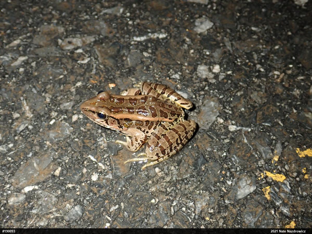 Pickerel Frog