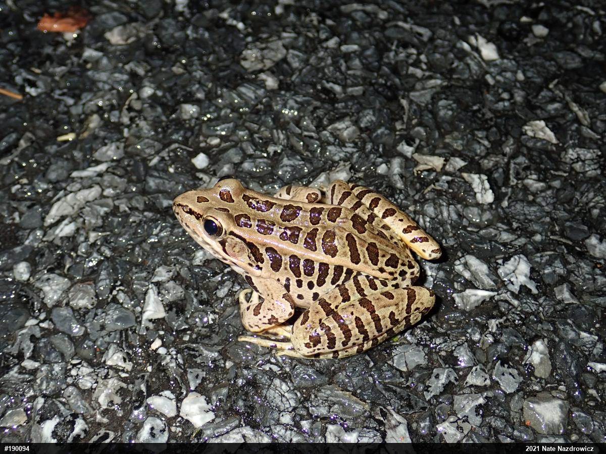 Pickerel Frog