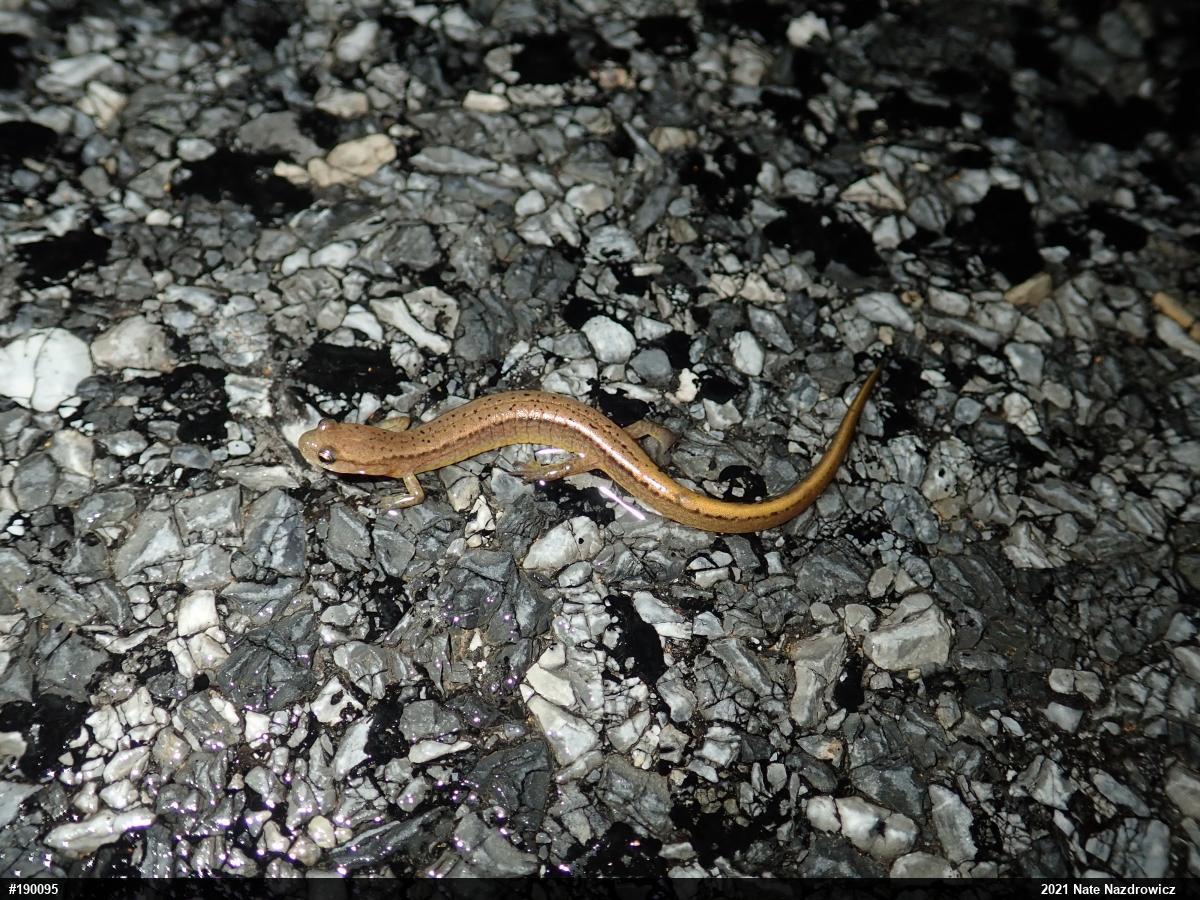 Northern Two-lined Salamander