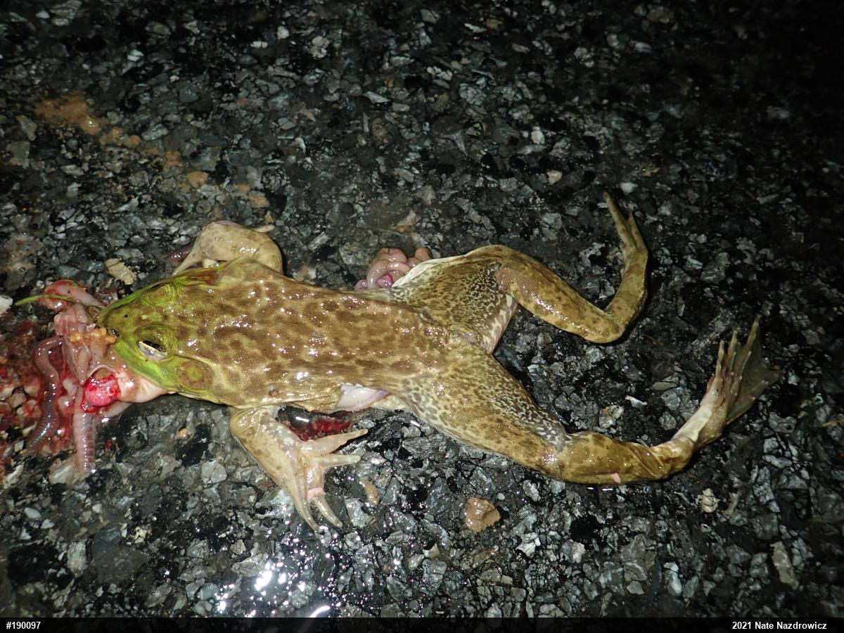 American Bullfrog