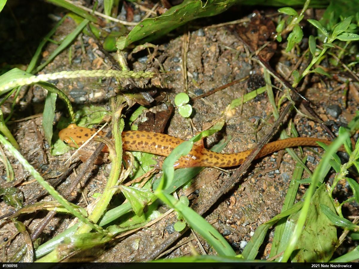 Eastern Long-tailed Salamander