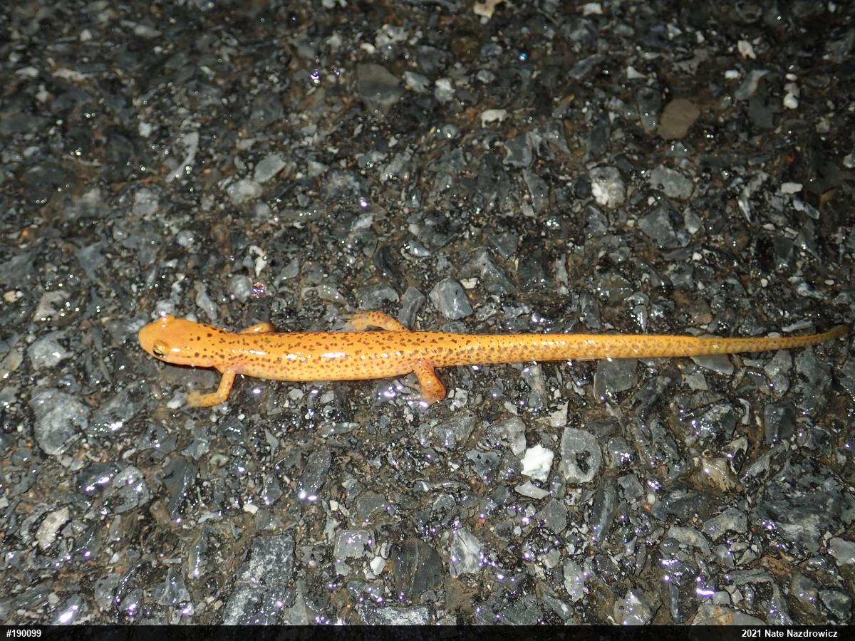 Eastern Long-tailed Salamander