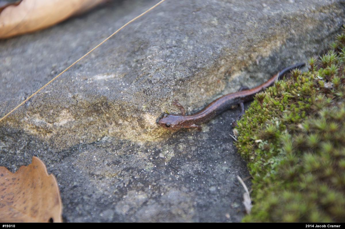 Eastern Red-backed  Salamander