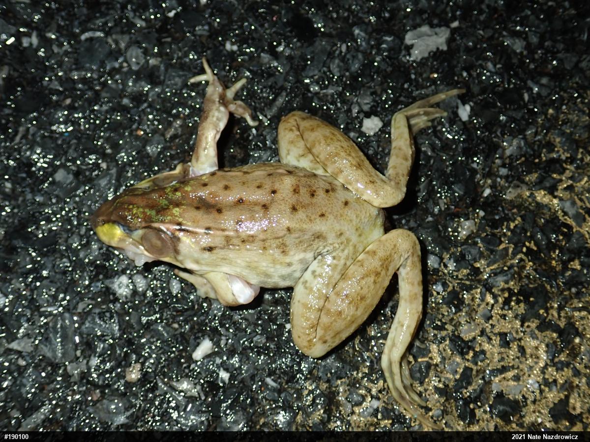 Green Frog