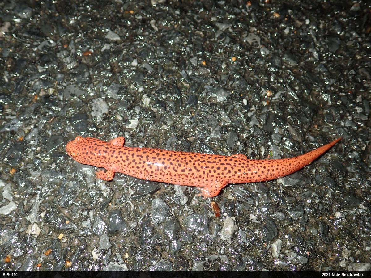 Northern Red Salamander