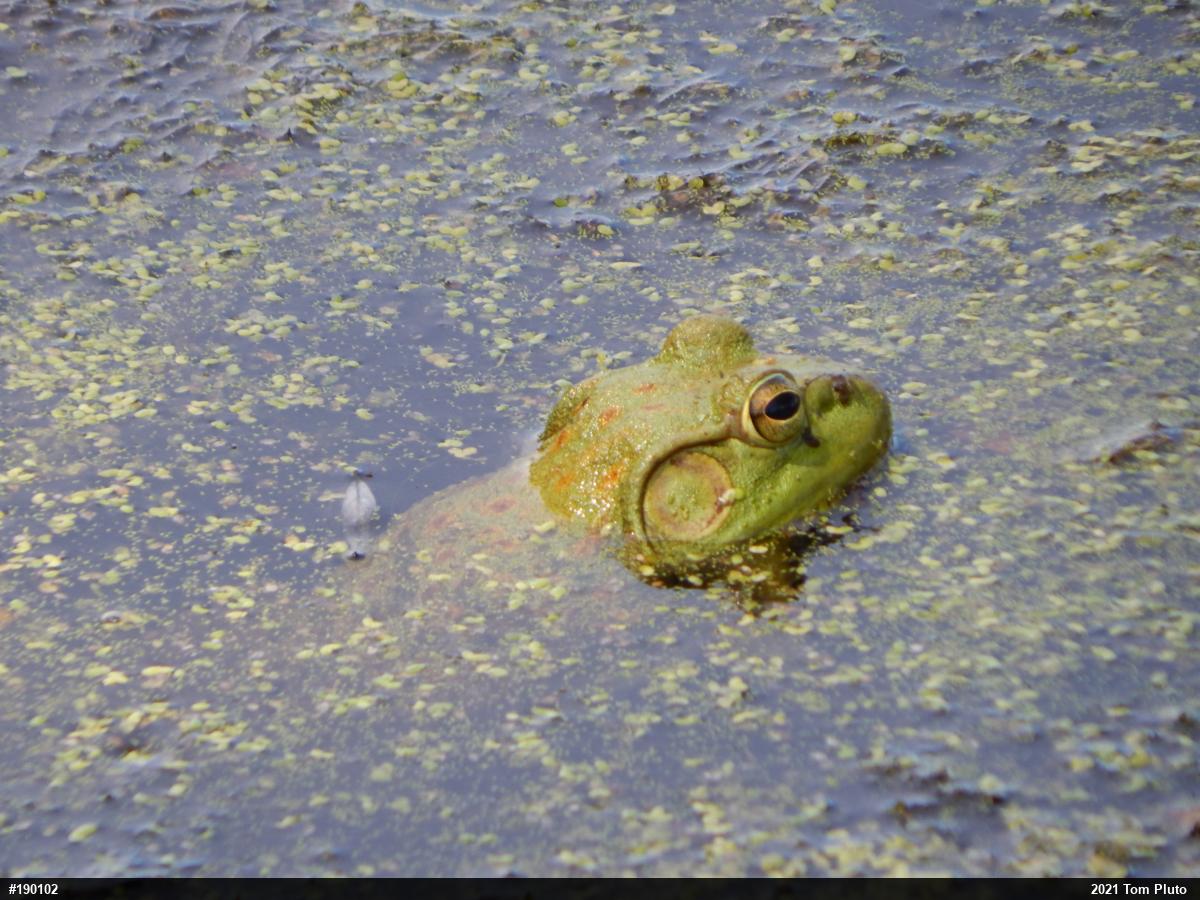 American Bullfrog