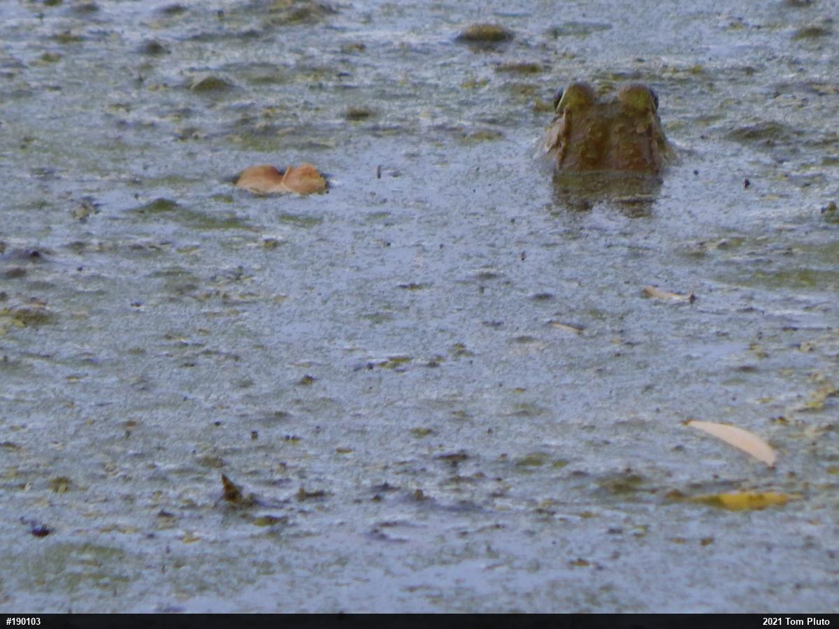 Green Frog