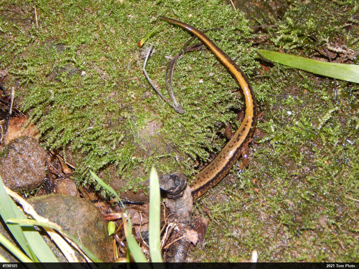 Northern Two-lined Salamander
