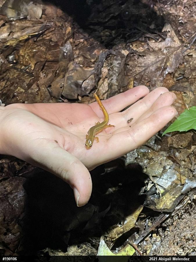 Northern Two-lined Salamander