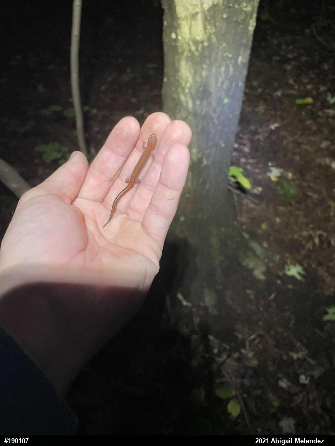 Eastern Red-backed  Salamander