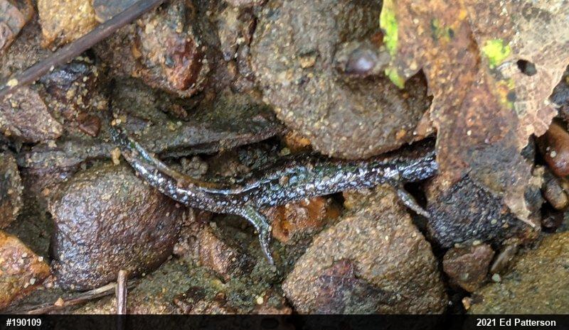 Northern Dusky Salamander