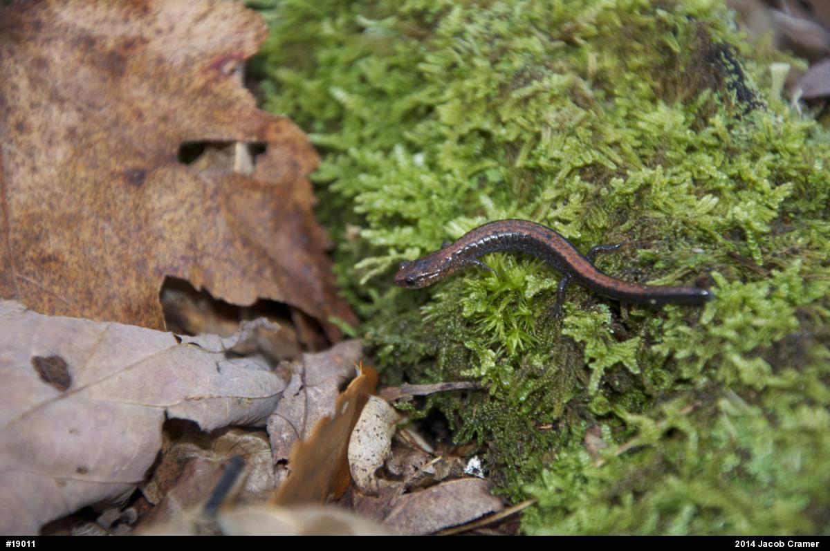 Eastern Red-backed  Salamander