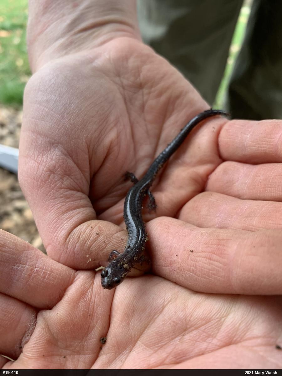 Woodland Salamanders