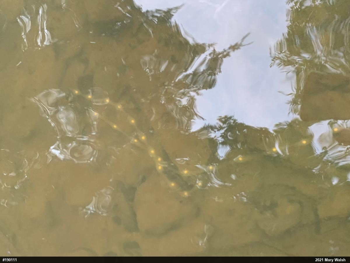 Eastern Hellbender