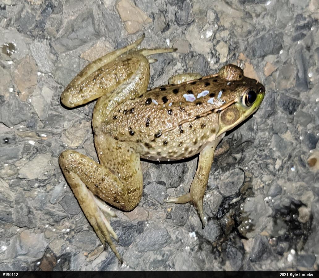 Green Frog
