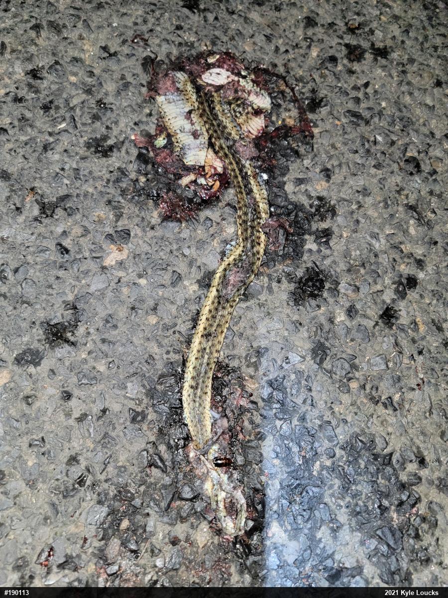 Eastern Gartersnake