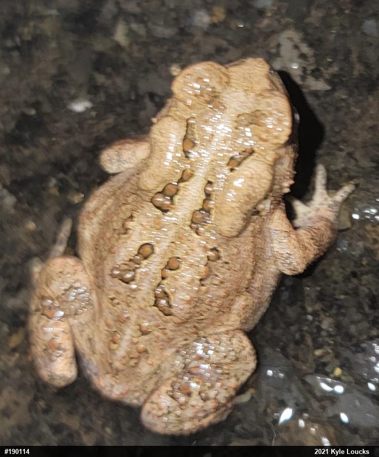 Eastern American Toad