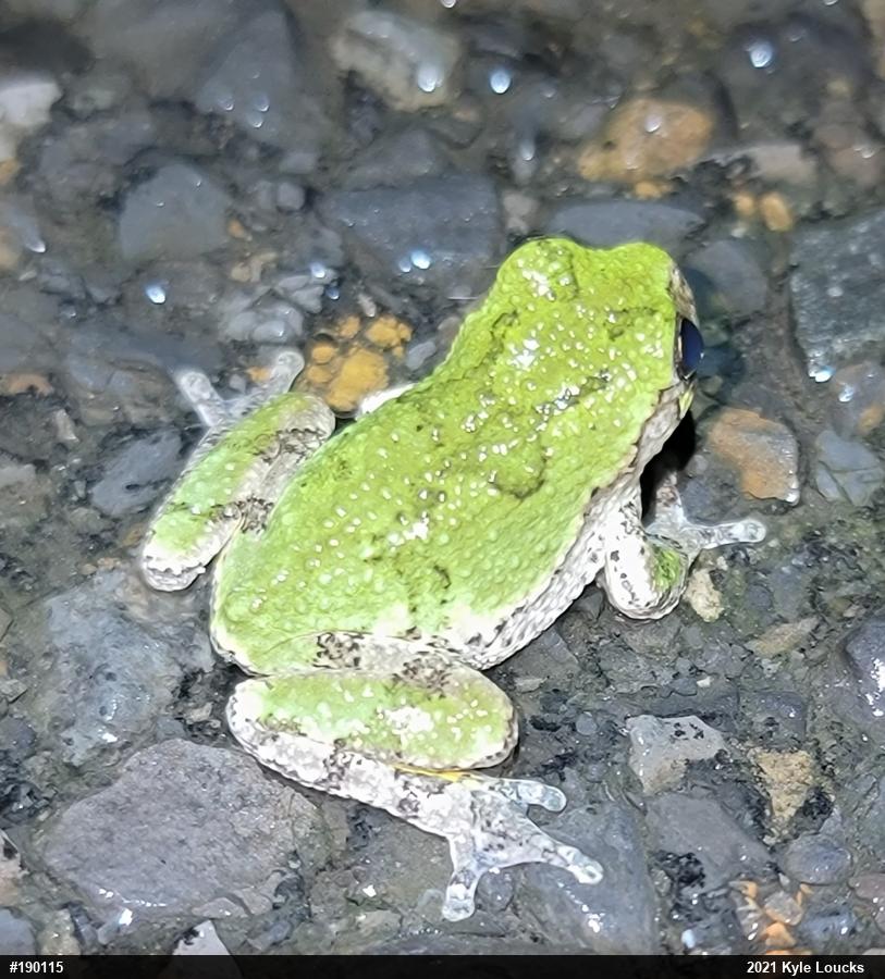 Unknown Gray Treefrog
