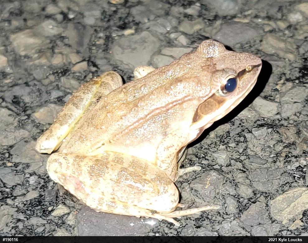 Wood Frog