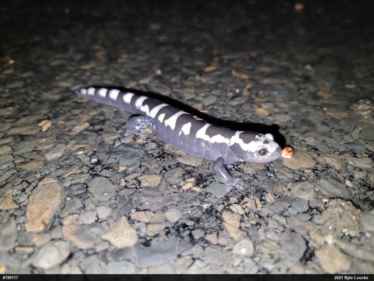 Marbled Salamander