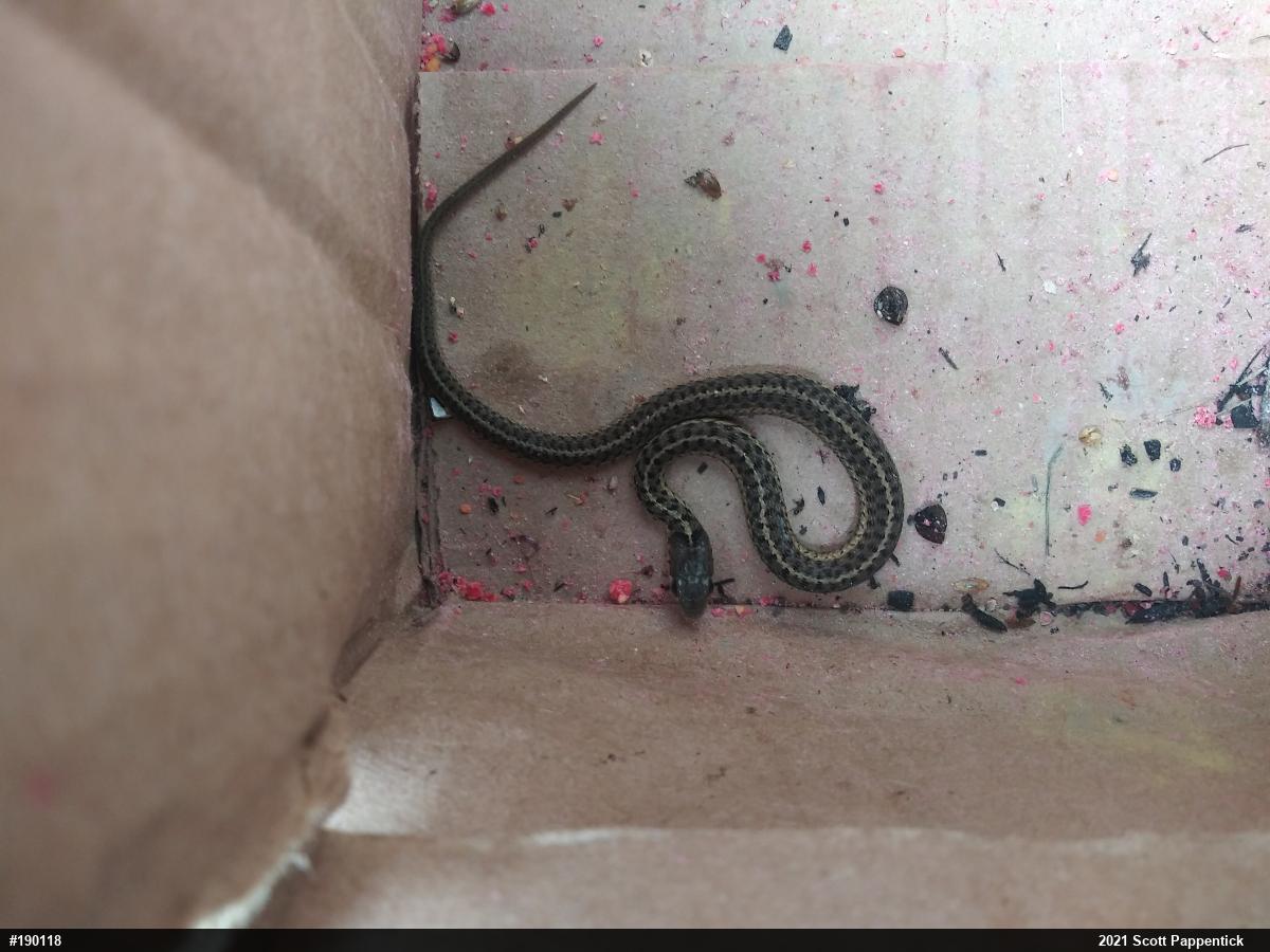 Eastern Gartersnake