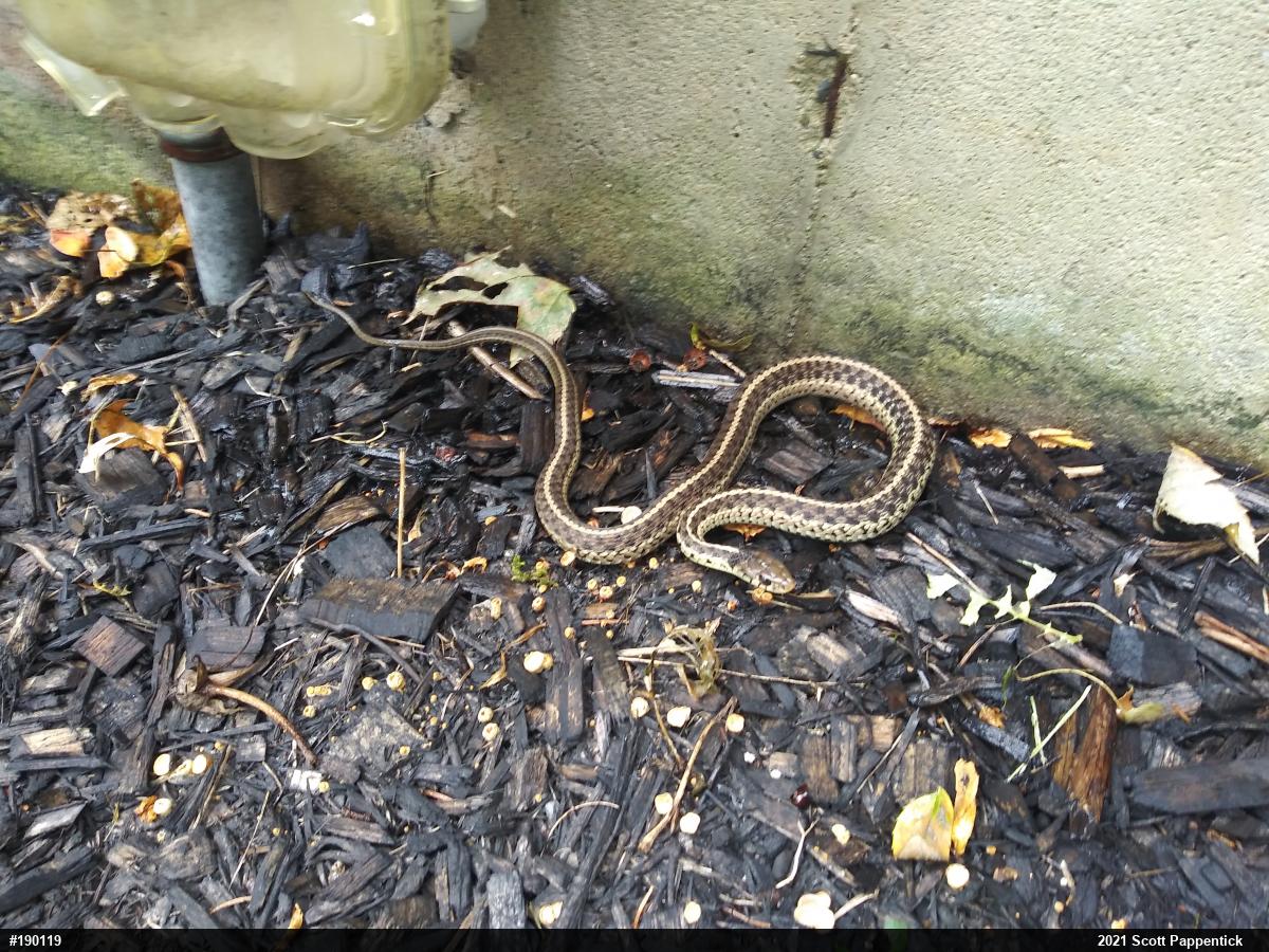 Eastern Gartersnake