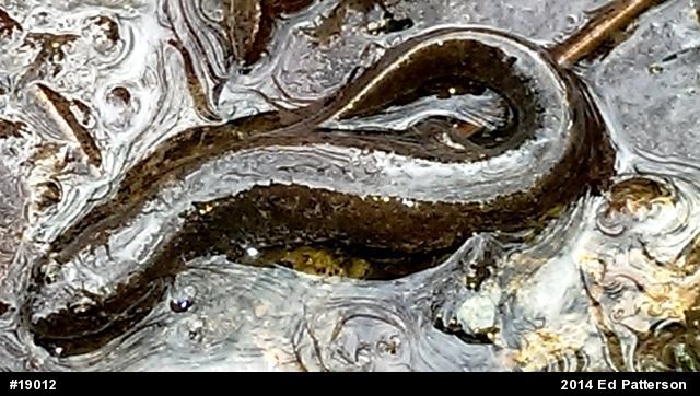 Northern Dusky Salamander