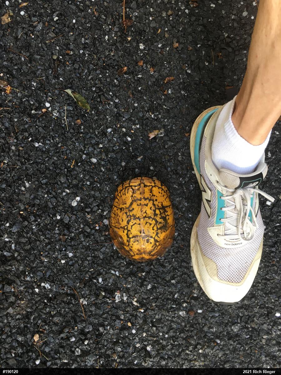Eastern Box Turtle