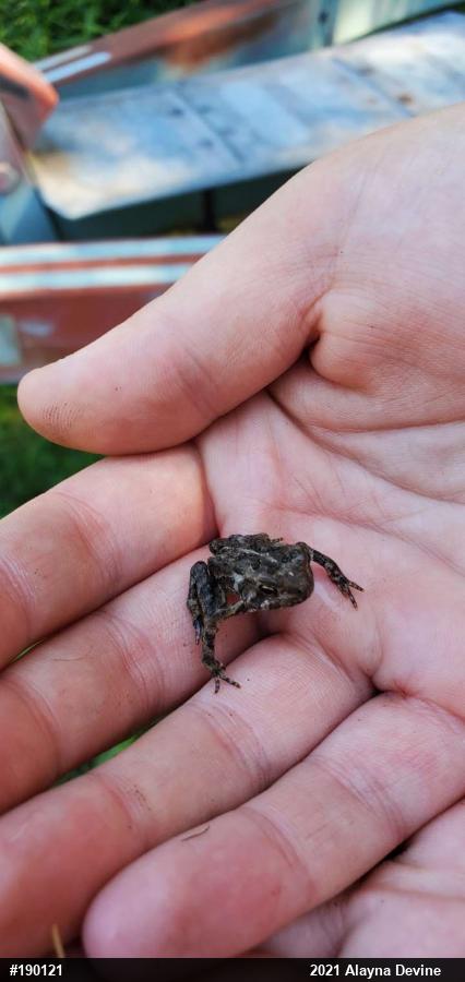 Eastern American Toad