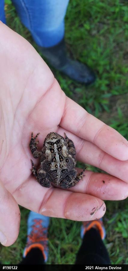 Eastern American Toad