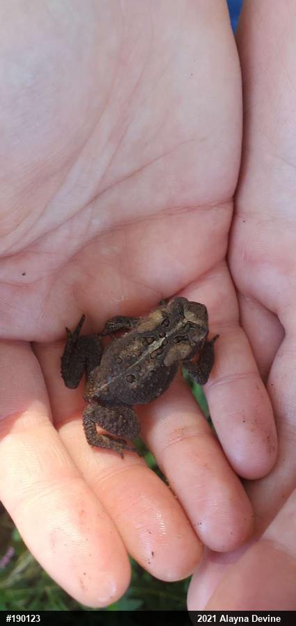 Eastern American Toad