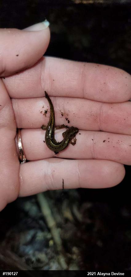 Northern Two-lined Salamander