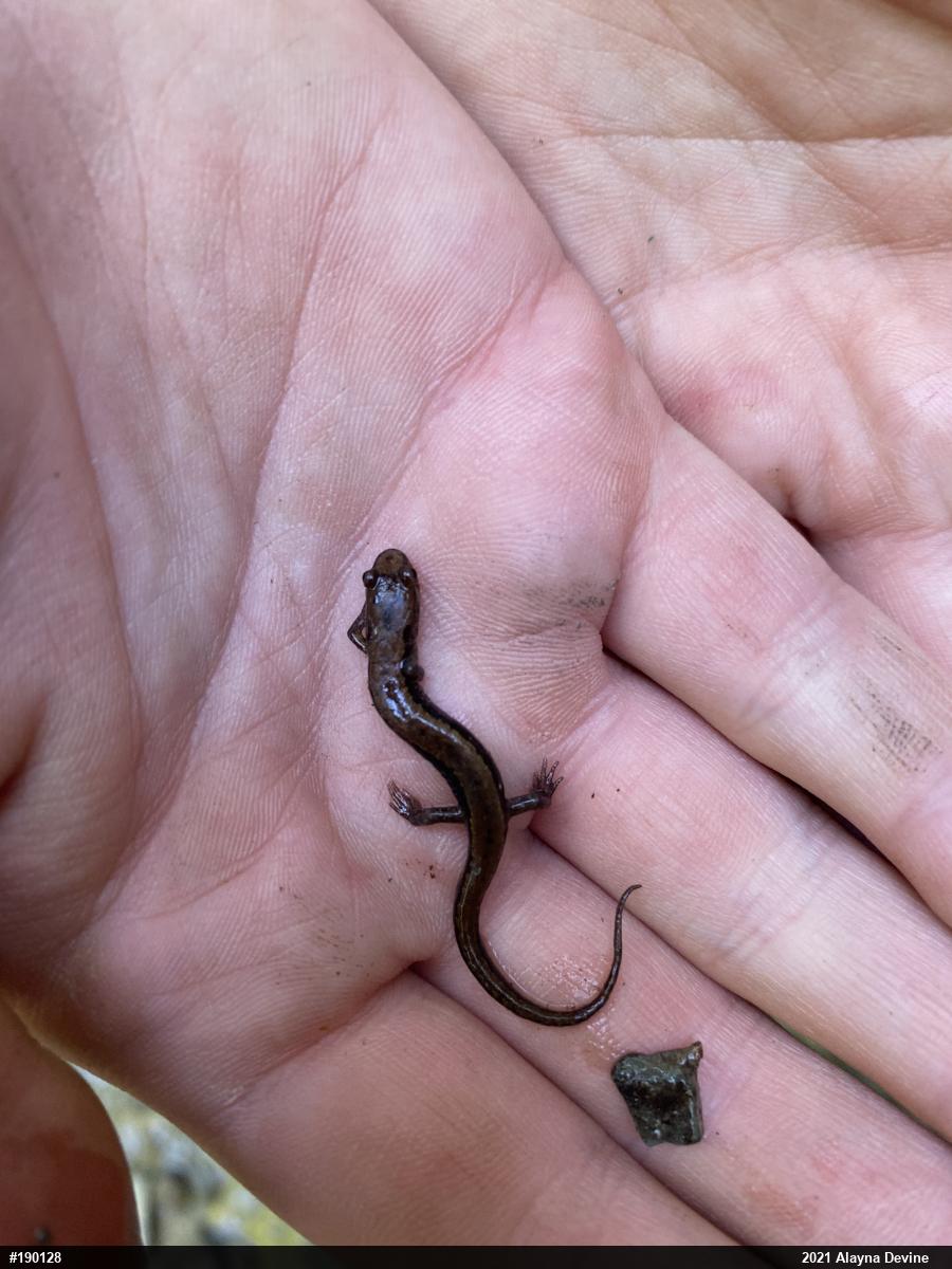 Allegheny Mountain Dusky Salamander