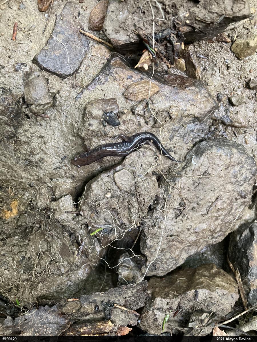 Allegheny Mountain Dusky Salamander