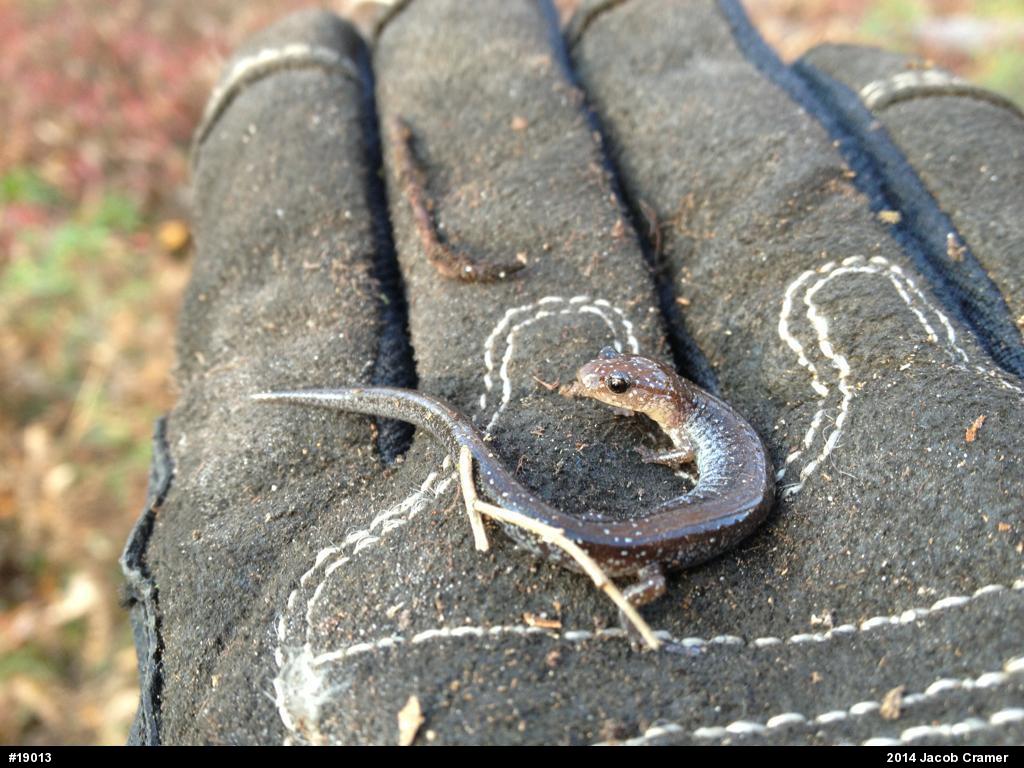 Eastern Red-backed  Salamander
