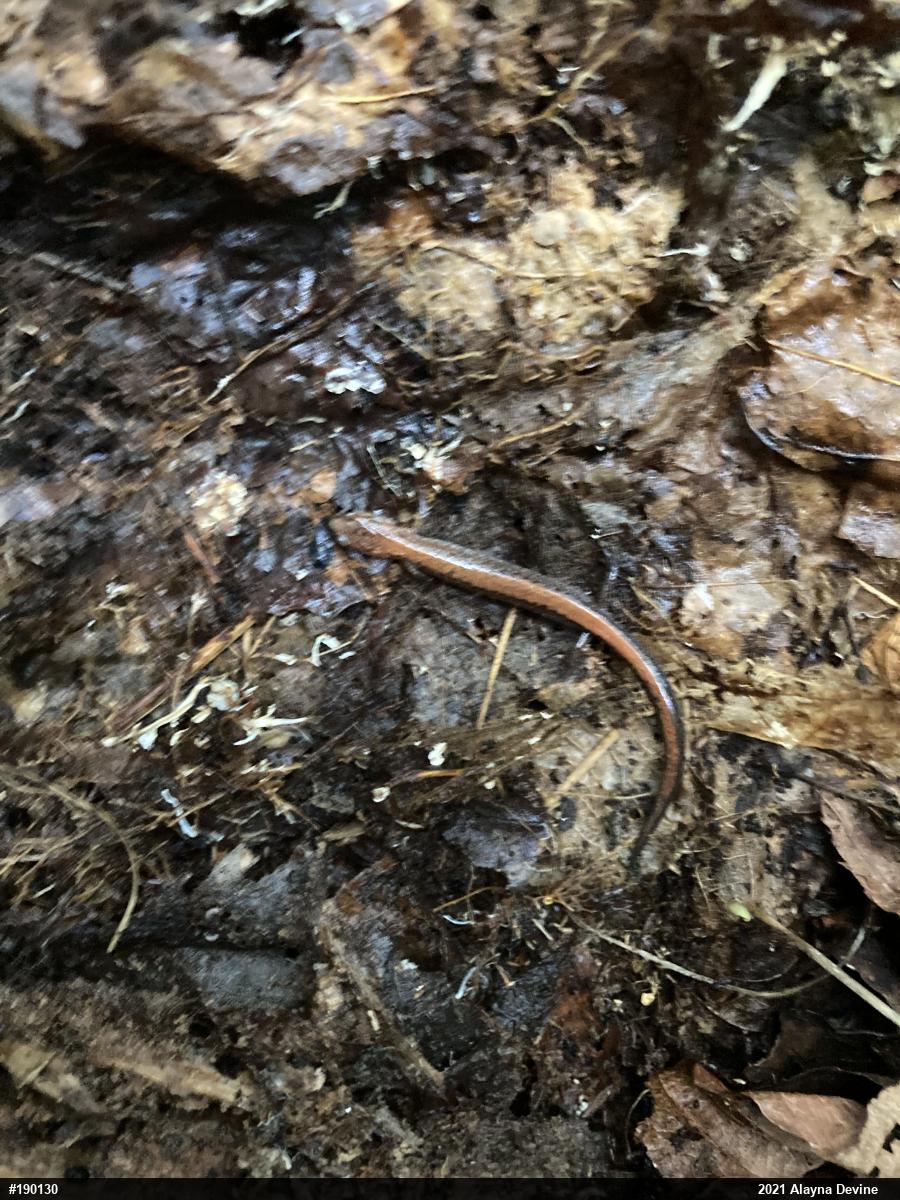 Eastern Red-backed  Salamander