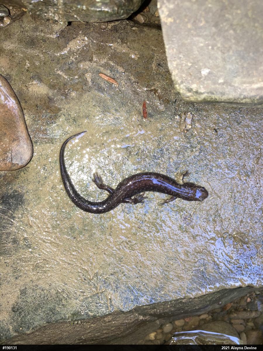 Allegheny Mountain Dusky Salamander