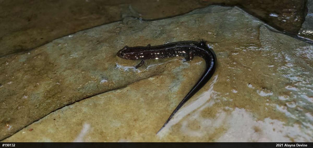 Allegheny Mountain Dusky Salamander