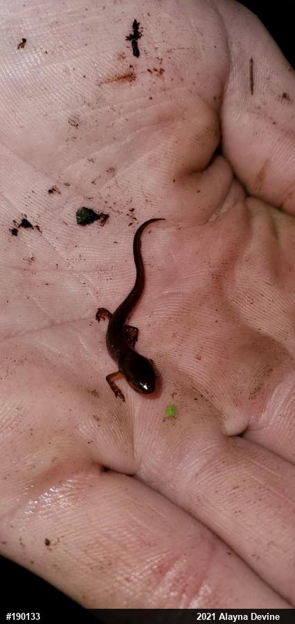 Red-spotted Newt