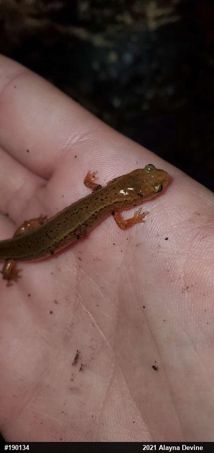 Northern Two-lined Salamander