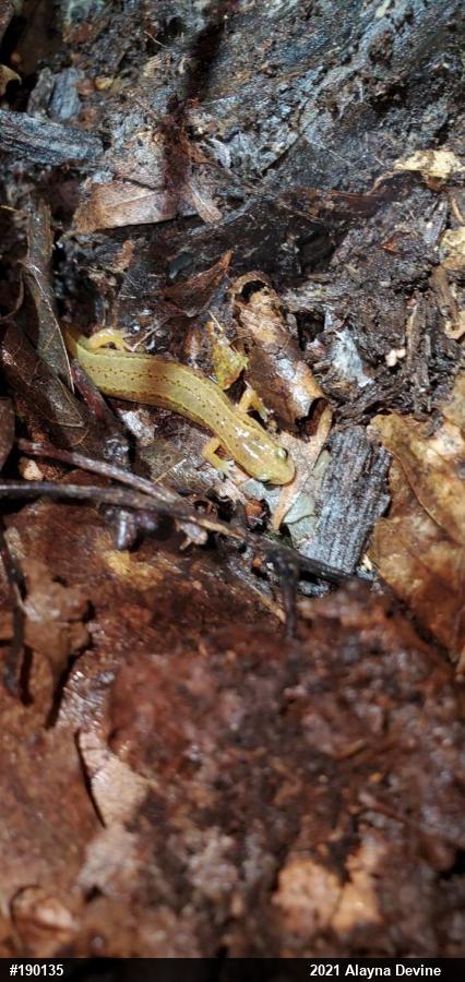 Northern Two-lined Salamander