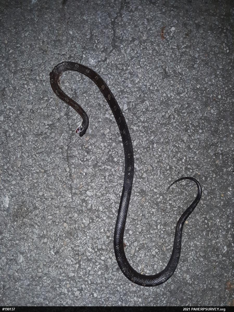 Eastern Ratsnake