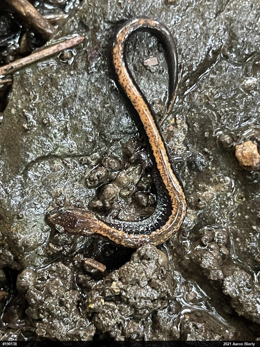 Eastern Red-backed  Salamander