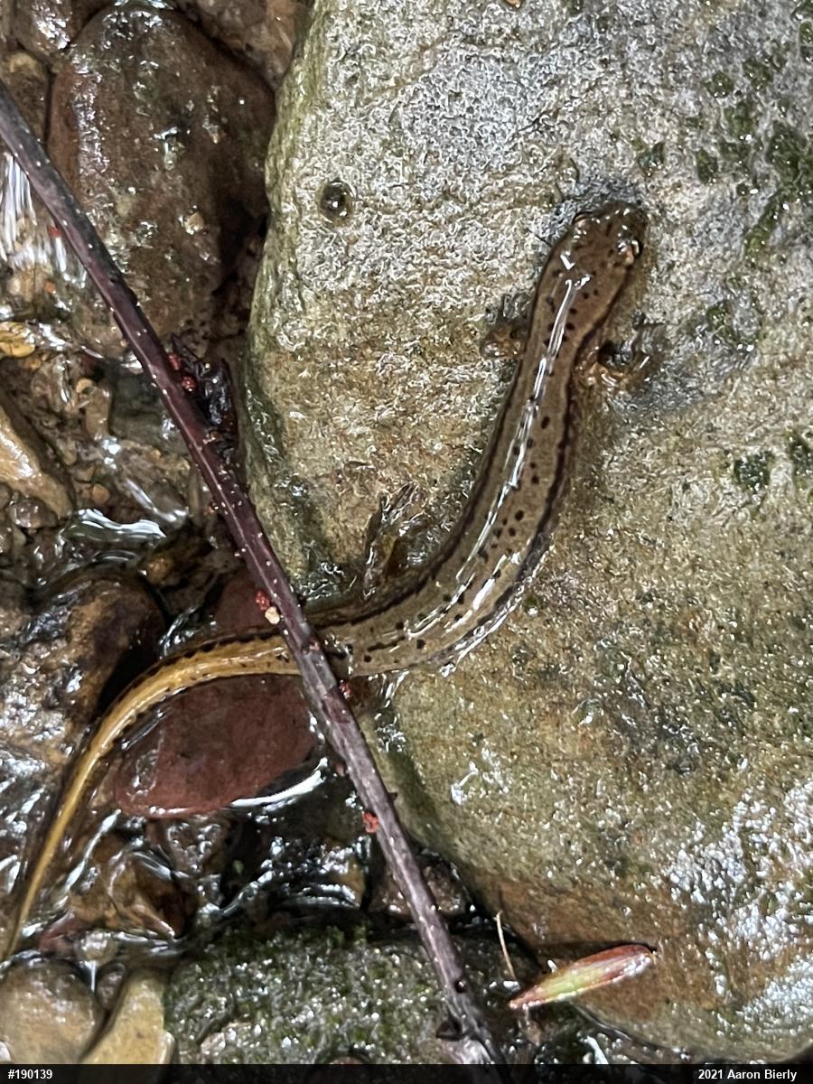 Northern Two-lined Salamander