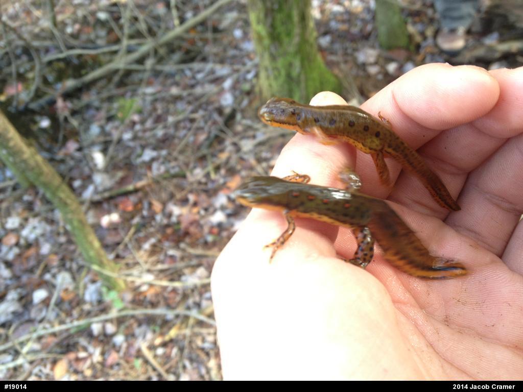 Red-spotted Newt